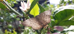 Achlyodes