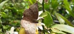 Achlyodes