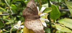 Achlyodes
