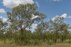 Corymbia pocillum