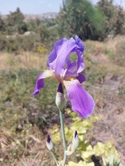 Iris mesopotamica