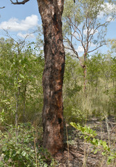 Corymbia pocillum