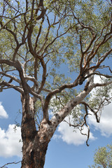 Corymbia pocillum