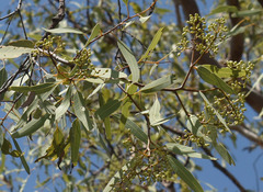 Corymbia pocillum