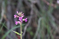 Boechera sparsiflora