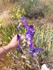 Iris mesopotamica