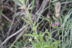 Boechera sparsiflora