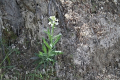Boechera sparsiflora