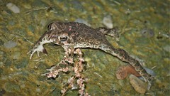 Bufotes viridis viridis