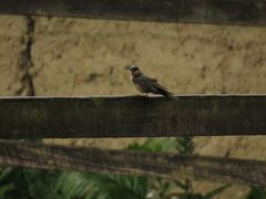 Orochelidon murina