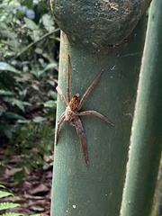 Cupiennius coccineus