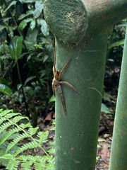 Cupiennius coccineus