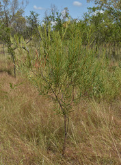 Acacia hammondii