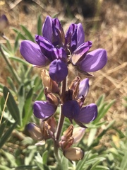 Lupinus formosus