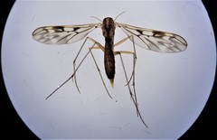 Nervijuncta wakefieldi