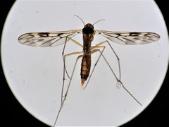 Nervijuncta wakefieldi