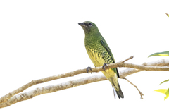 Swallow Tanager photo 2