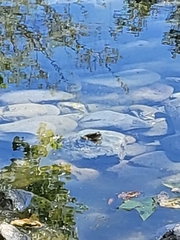 Rana boylii