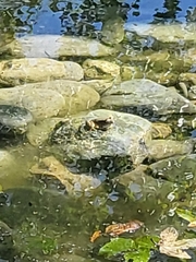 Rana boylii