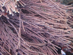 Lithothrix aspergillum
