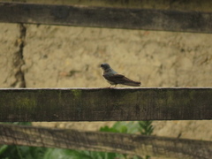 Orochelidon murina