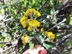 Gynoxys buxifolia