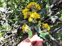 Gynoxys buxifolia