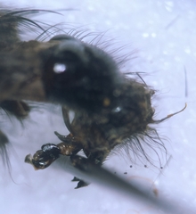 Sarcophaga variegata