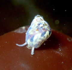 Eulithidium