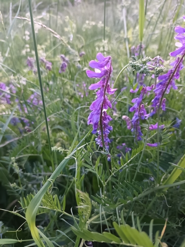 vika tenkolistá (Vicia tenuifolia)