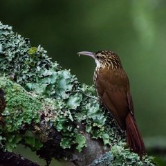 Lepidocolaptes falcinellus