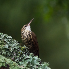 Lepidocolaptes falcinellus
