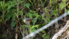 Microspingus lateralis