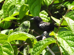 Cercomacra nigricans