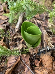 Platanthera orbiculata