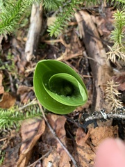 Platanthera orbiculata