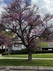 Magnoliopsida