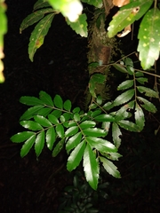 Diatenopteryx sorbifolia