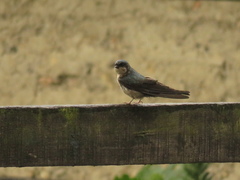Orochelidon murina