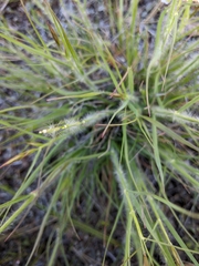 Danthonia unispicata