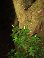 Peperomia tetraphylla
