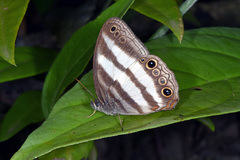Pareuptychia hesionides