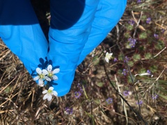 Hesperolinon congestum