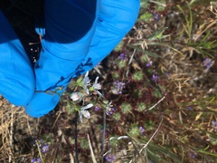 Hesperolinon congestum