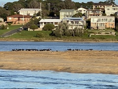 Microcarbo melanoleucos