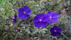 Pleroma heteromallum