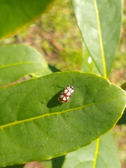 Omophoita magniguttis