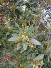 Ocotea pulchella