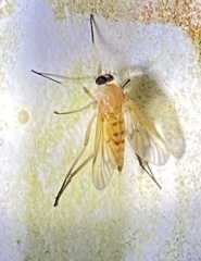 Rhagio floridensis