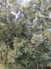 Ocotea pulchella